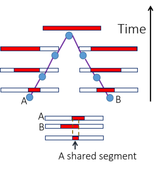 An illustration of the sample history leading to sharing of a genomic segment. The ancestral chromosome (red) is broken by recombination at each generation. However, if the common ancestor of A and B lived recently, the shared segment will remain long.